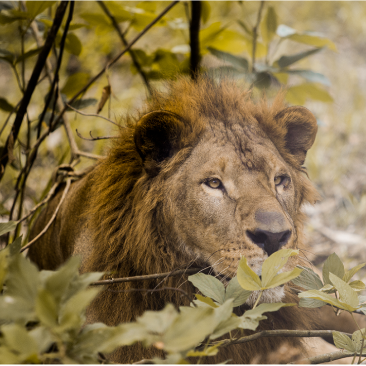LIFESTYLE ASIA CEBU SAFARI African-Lion