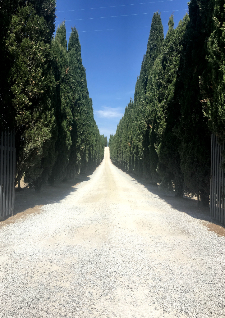 Driveway lined with cypress trees 
