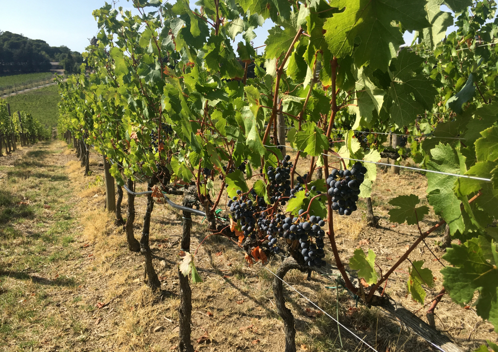 Tuscan vineyards 