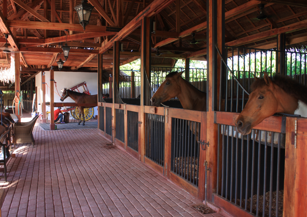 The equine farm at Donatela is home to some of the finest dressage horses flown in from various parts of the world