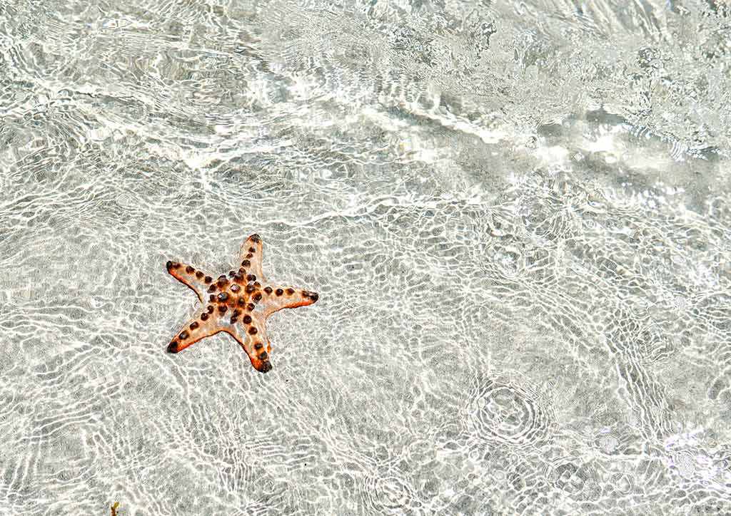 puerto princesa island resort starfish white sand beach