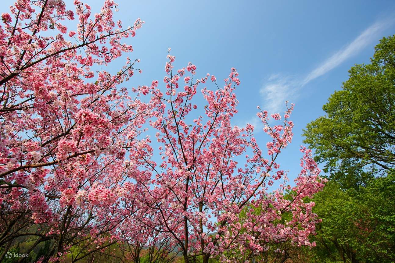 Taiwan Cherry Blossom